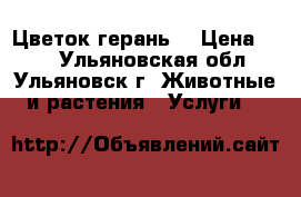 Цветок герань. › Цена ­ 60 - Ульяновская обл., Ульяновск г. Животные и растения » Услуги   